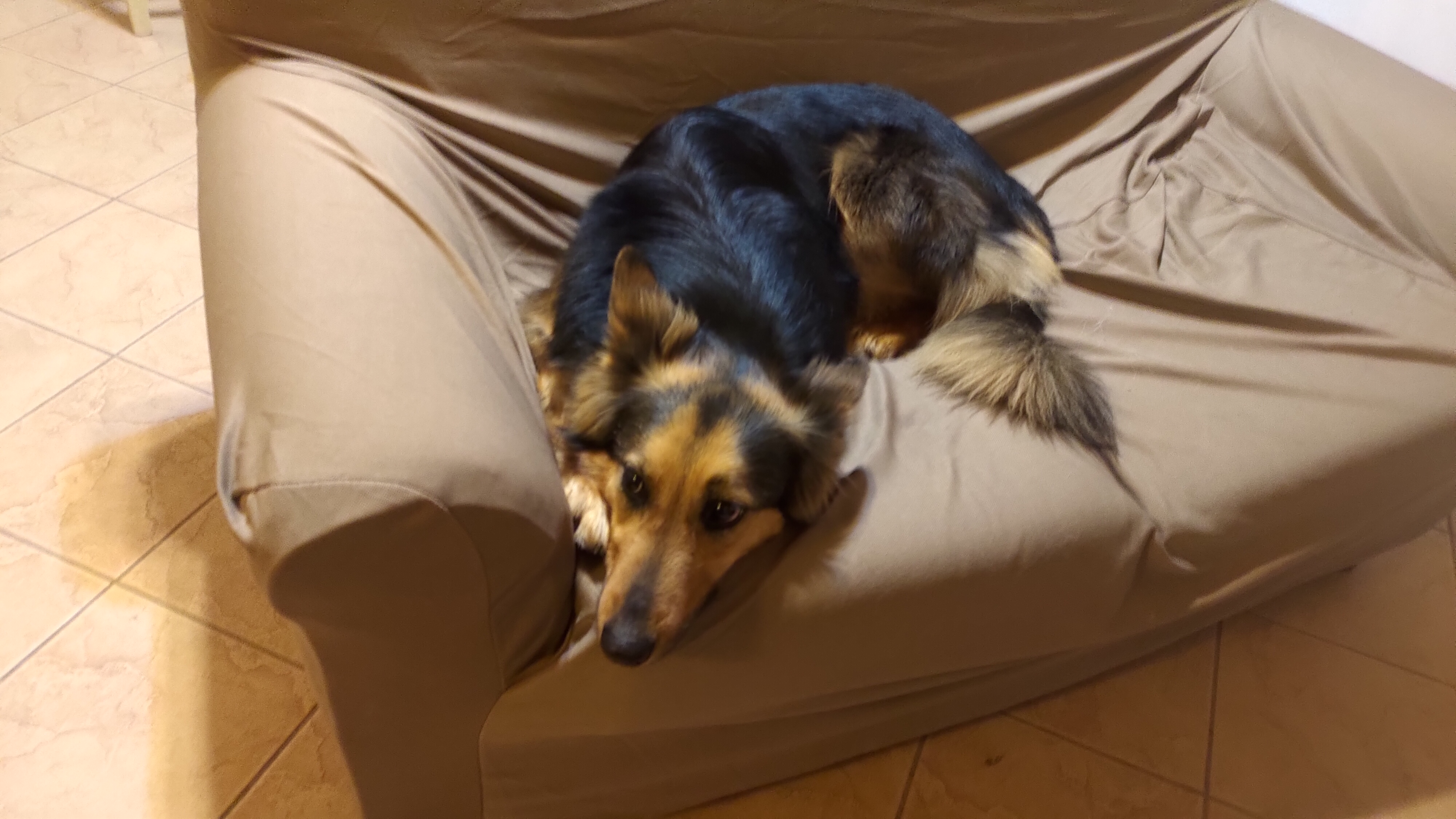 Momento di connessione con il cane