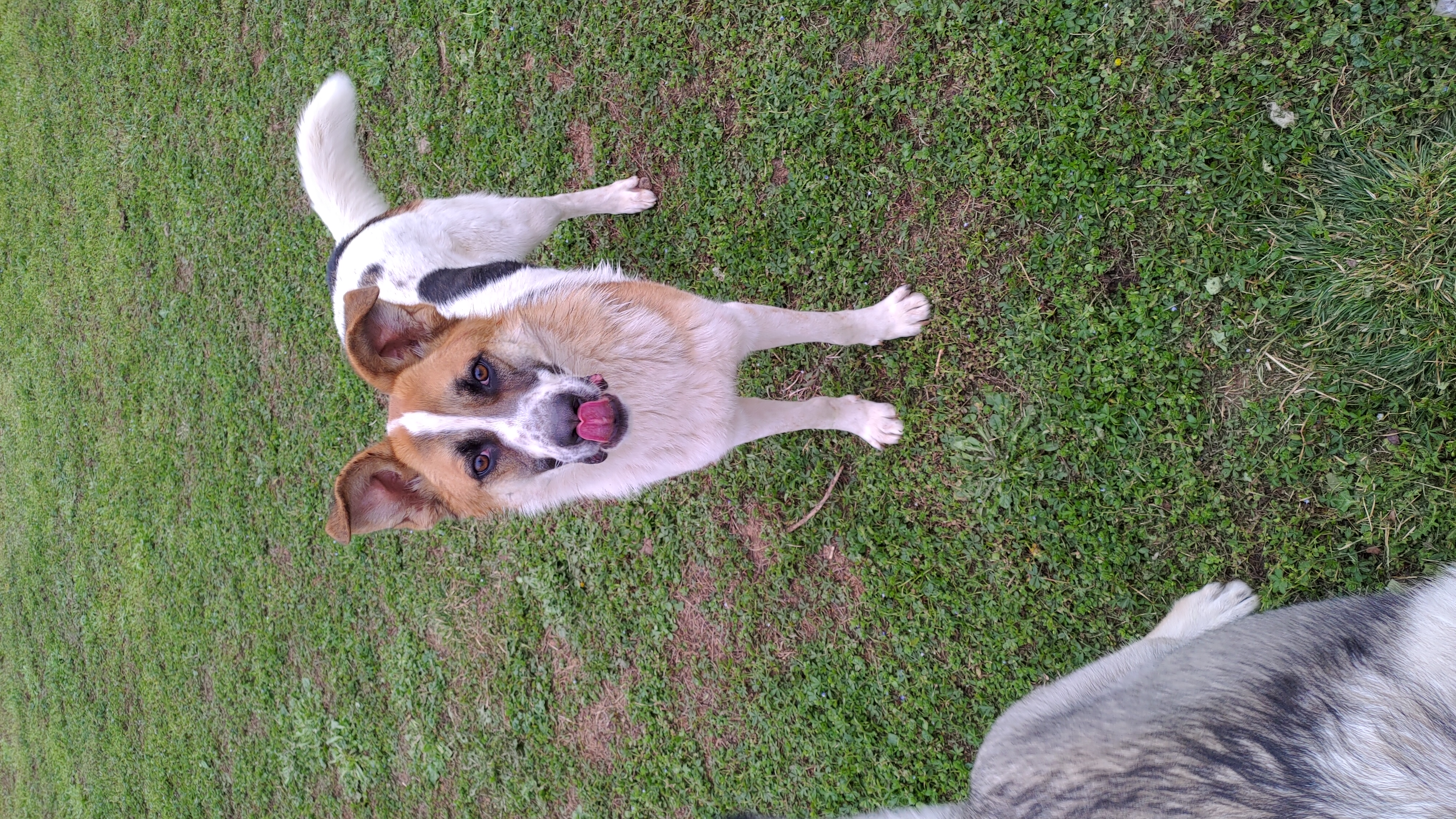 Cane durante una sessione di educazione